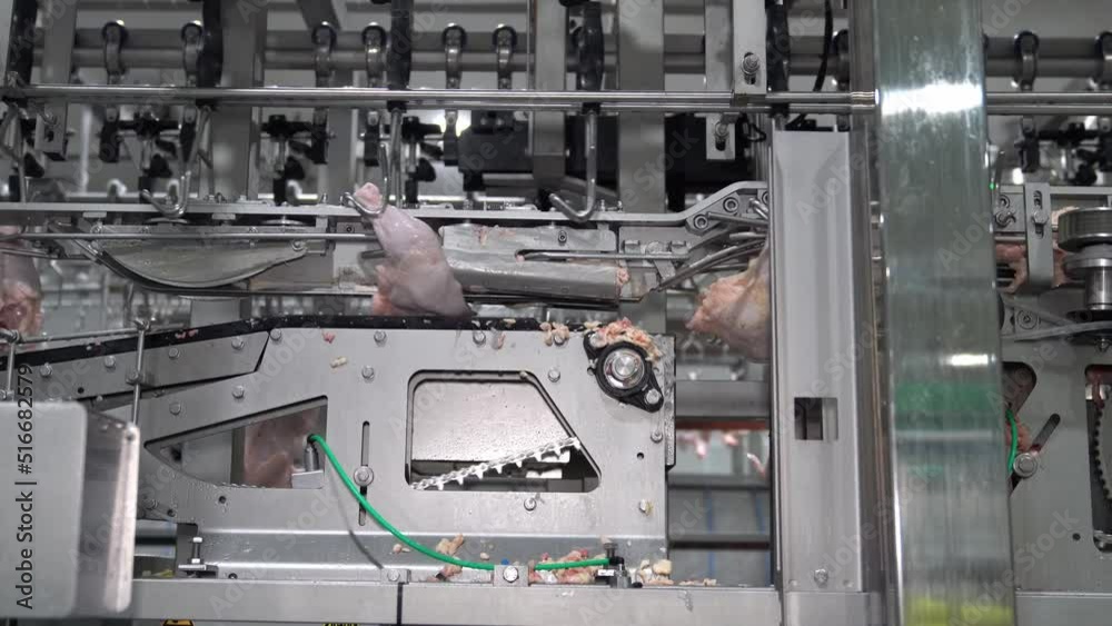 Automate cutting a part of chicken hang on meat process line in poultry industry.