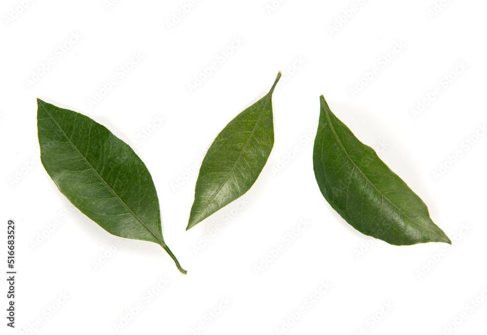 Fototapeta premium Fresh mandarin leaf on white background