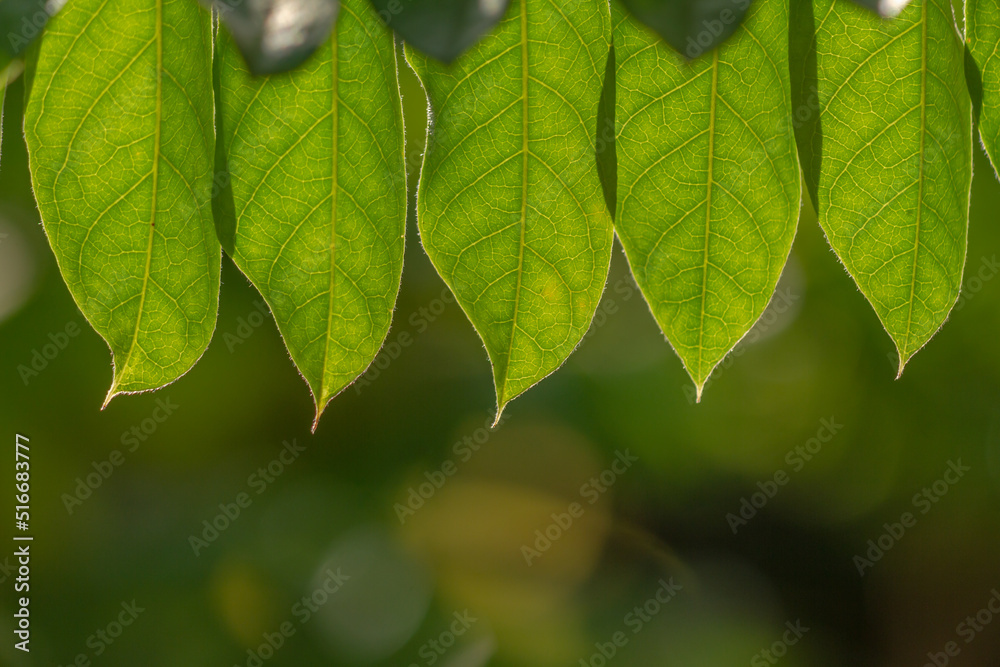 The thin leaves of the starfruit plant have slightly green hairs, the background of the green leaves is blurry The thin leaves of the starfruit plant have slightly green hairs, the background of the green leaves is blurry