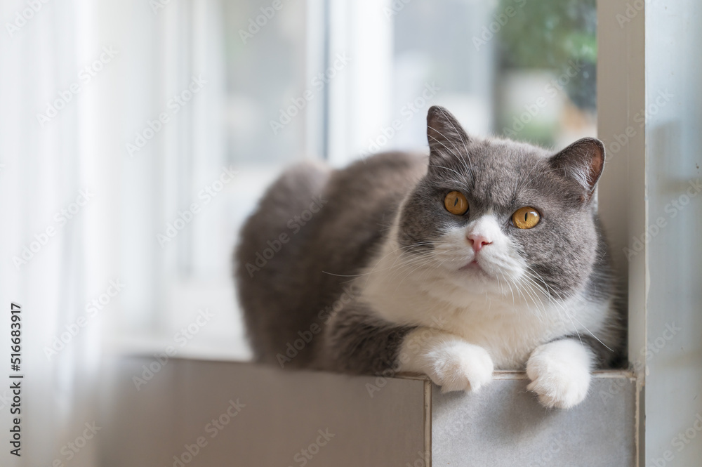 British Shorthair cat lying on the windowsill