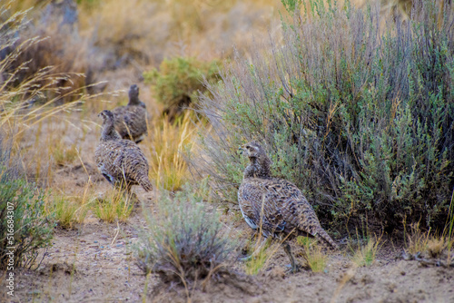 Fototapet Sage Grouse on the move