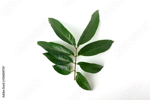Fresh branch with green longan leaves isolated on white background
