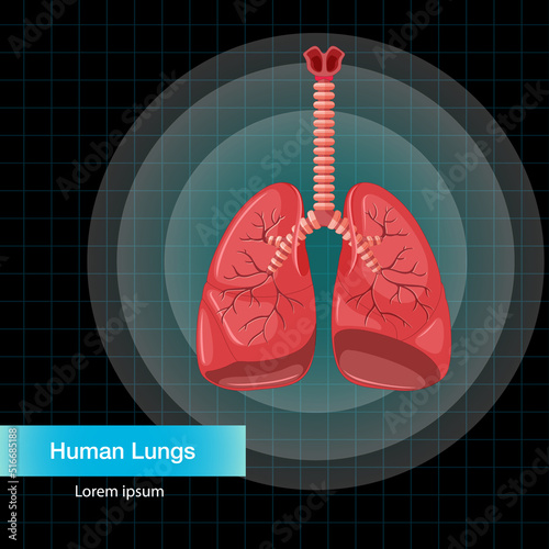 Human internal organ with lungs