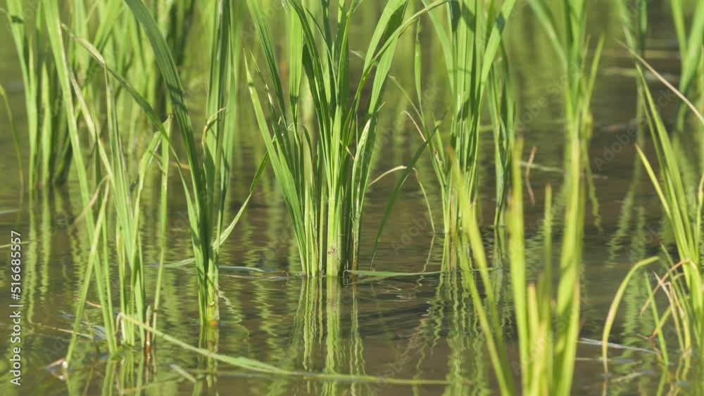 Rice seedlings planted in a paddy field in mid-summer in Japan, exuding vitality. Rice seedlings planted in a paddy field in mid-summer in Japan, exuding vitality.