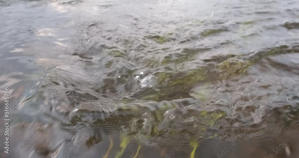 Water and green grass in the river flows slowly close-up Water and green grass in the river flows slowly close-up