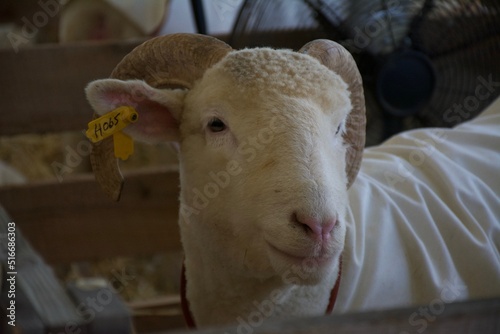 sheep in a stable