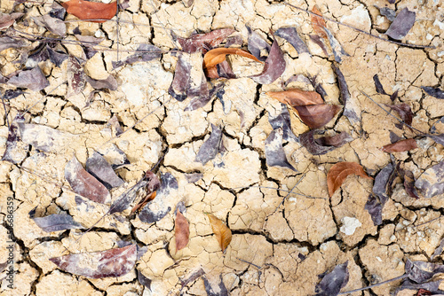 dry ground surface The soil is cracked and dry and fallen leaves.
