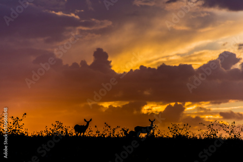 Deer and sunset