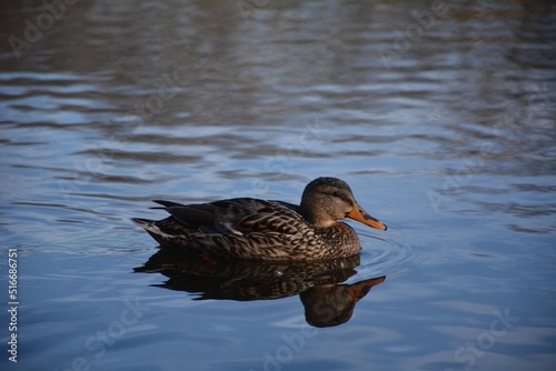 duck on the water