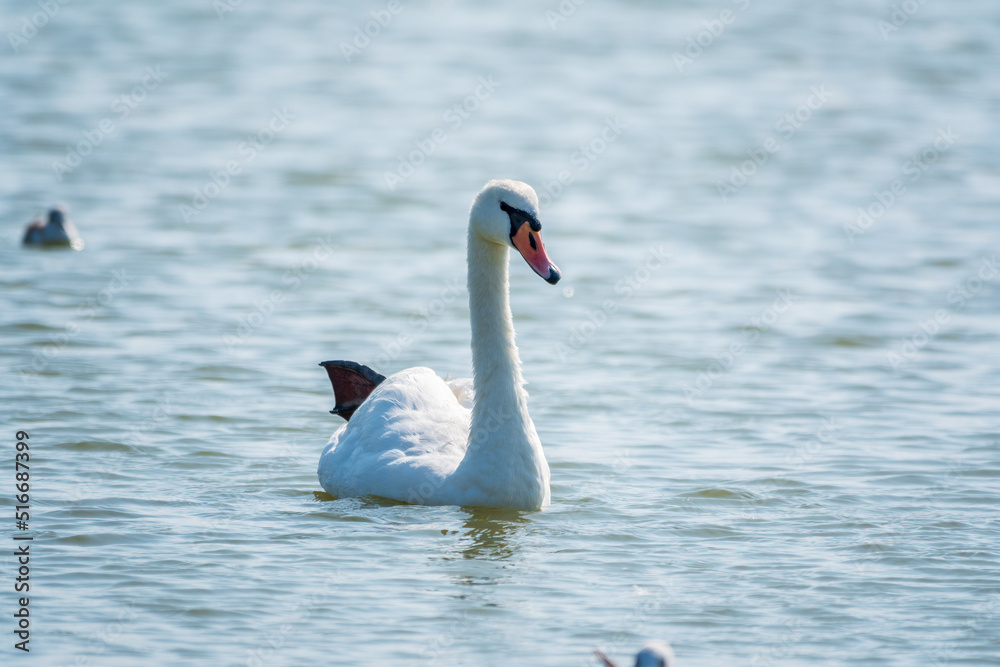 Graceful white Swan swimming in the lake, swans in the wild. Portrait of a white swan swimming on a lake. Graceful white Swan swimming in the lake, swans in the wild. Portrait of a white swan swimming on a lake.