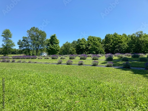 lavender bushes in a field with a blue sky