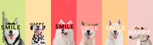 Collage of cute happy dogs ...