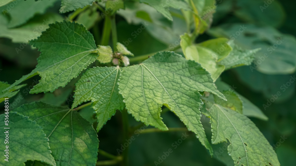 Wild plants that grow a lot in gardens that are not taken care of, also grow a lot around the rice fields Wild plants that grow a lot in gardens that are not taken care of, also grow a lot around the rice fields