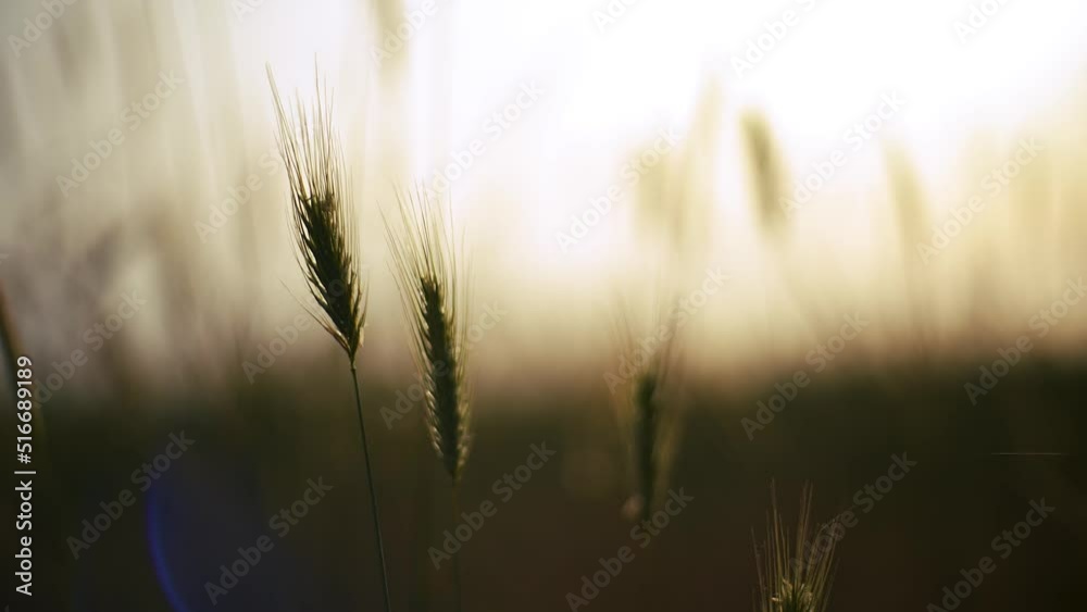 Oat grain cereals seed flower blossom with background blur bokeh in sunlight. Beautiful green plants flora and endangered insect animal collecting nectar in spring and summer. Shallow depth of field. Oat grain cereals seed flower blossom with background blur bokeh in sunlight. Beautiful green plants flora and endangered insect animal collecting nectar in spring and summer. Shallow depth of field.
