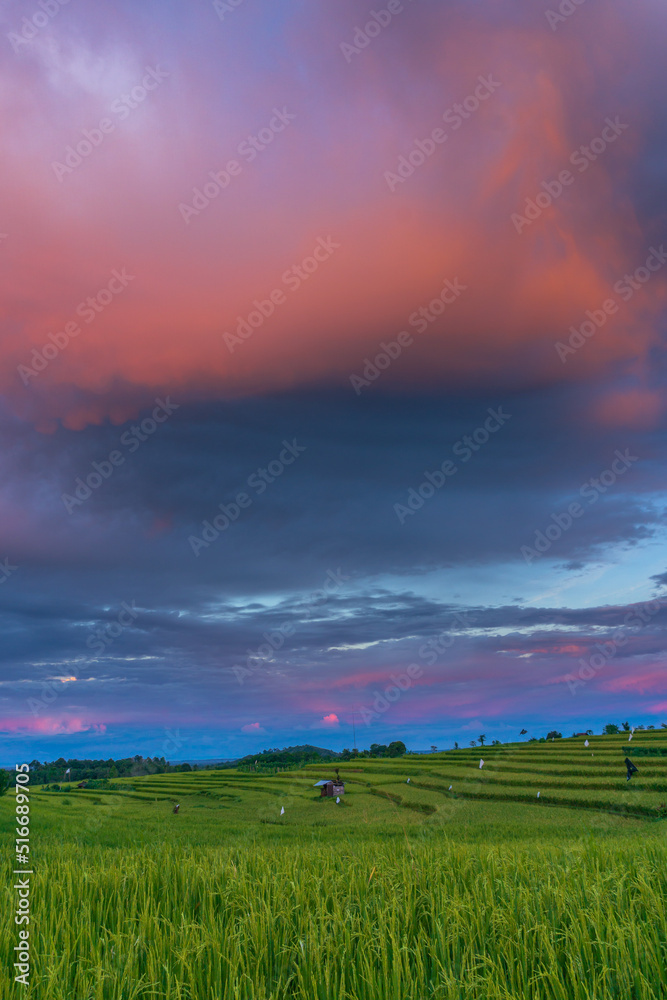 panoramic background of Indonesia's beautiful natural scenery. sunrise over the rice fields