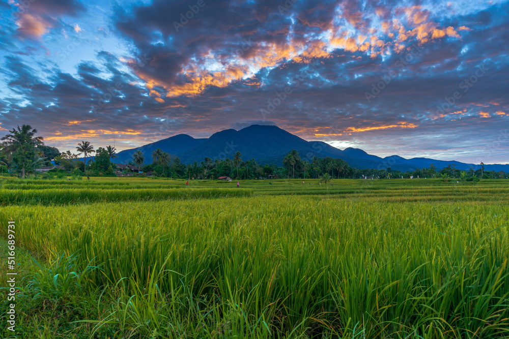 panoramic background of Indonesia's beautiful natural scenery. the morning is bright and beautiful in the yellow rice