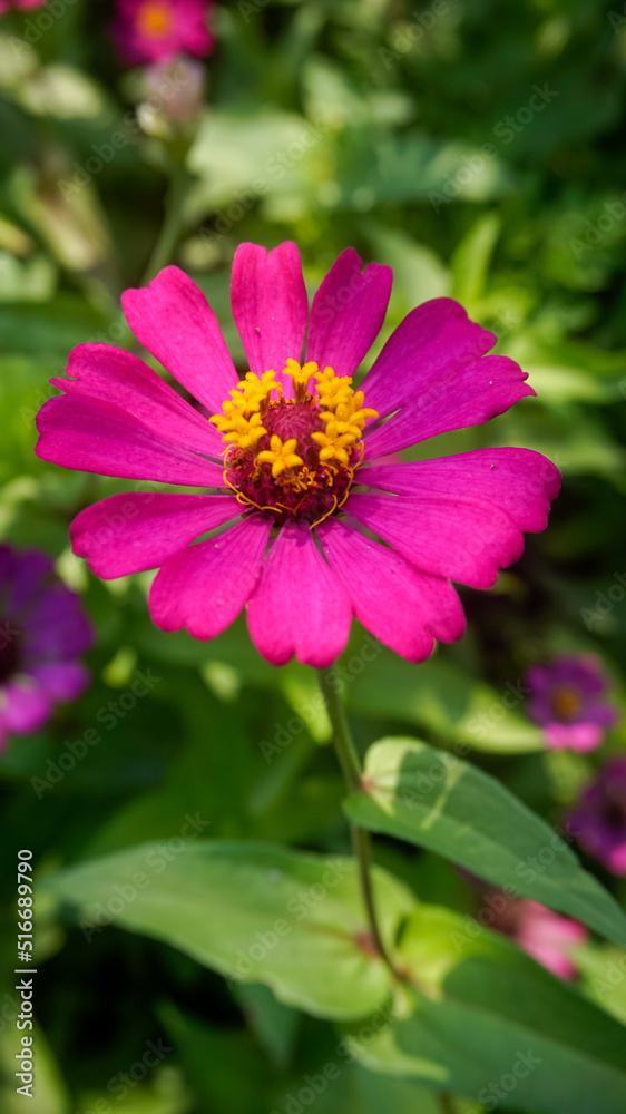 Wild flowers that grow near the rice fields look colorful and very beautiful Wild flowers that grow near the rice fields look colorful and very beautiful