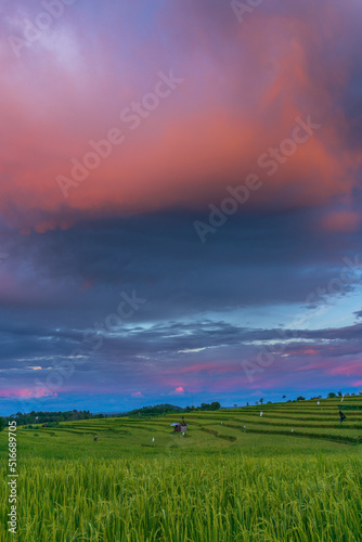 panoramic background of Indonesia s beautiful natural scenery. sunrise over the rice fields
