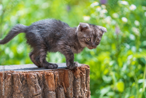 Fototapeta Naklejka Na Ścianę i Meble -  Cute gray kitten close up. Kitten at two month old of life on nature, outdoors