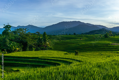 Indonesian natural scenery. view of green rice terraces and mountains