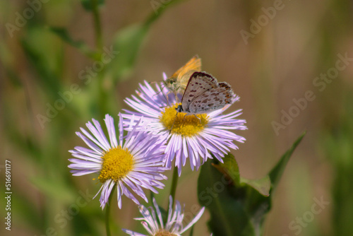 butterfly on a flower © Cortney Huber