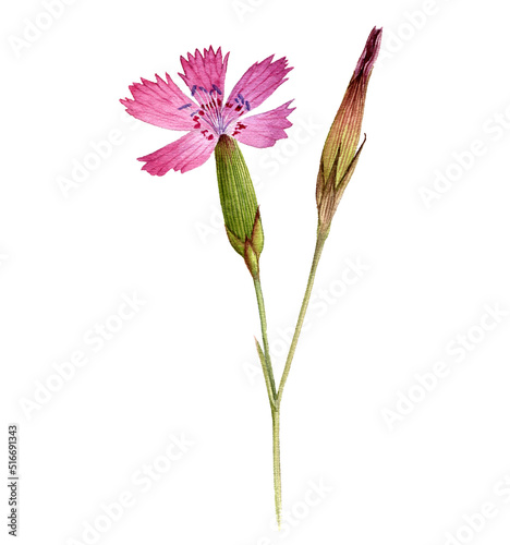 Photos watercolor drawing flower of maiden pink, Dianthus deltoides isolated at white b
