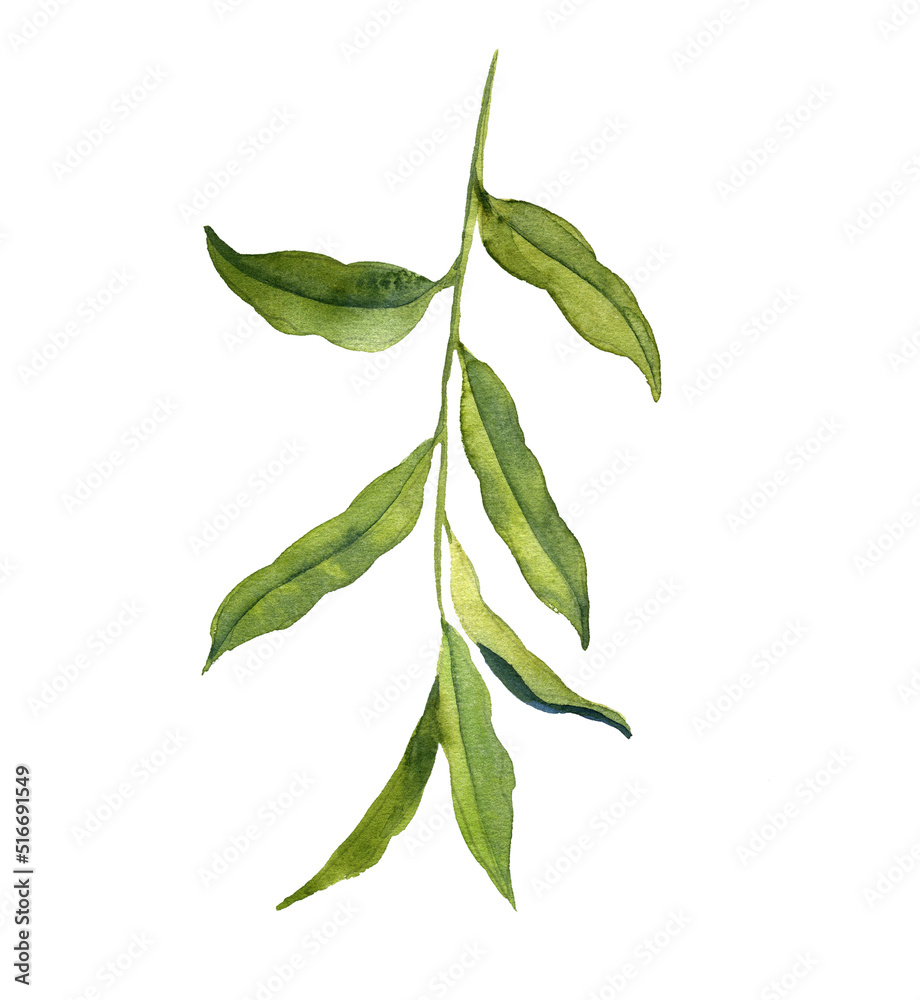 Fototapeta premium watercolor drawing branch of willow tree, hand drawn illustration