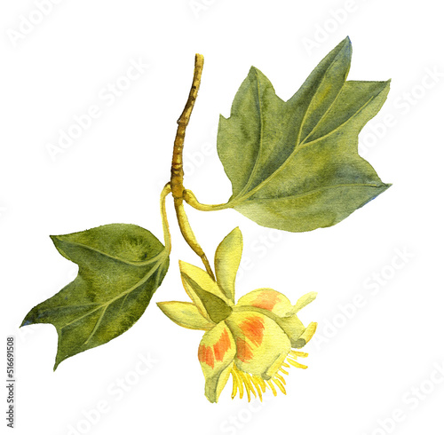 watercolor drawing branch of tulip tree, Liriodendron, hand drawn illustration photo