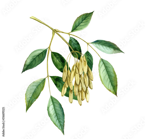 watercolor drawing branch of ash tree, Fraxinus excelsior, hand drawn illustration