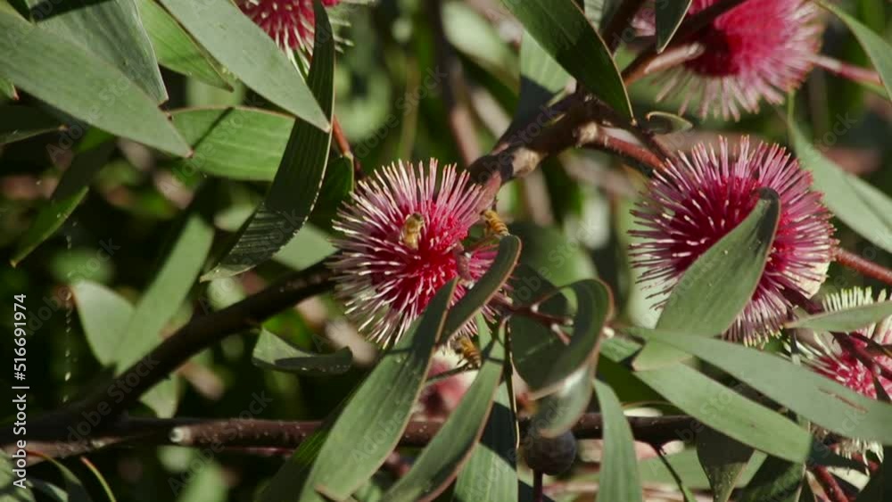 Lots of Bees Flying around Hakea Laurina Plant, Daytime Sunny Maffra, Victoria, Australia Slow Motion Lots of Bees Flying around Hakea Laurina Plant, Daytime Sunny Maffra, Victoria, Australia Slow Motion