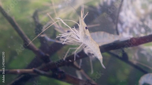 Close up of shrimp swimming and floating in water. Giant river prawn or giant freshwater prawn larvae (Macrobrachium rosenbergii) in macro