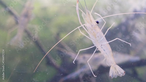 Close up of shrimp swimming and floating in water. Giant river prawn or giant freshwater prawn larvae (Macrobrachium rosenbergii) in macro