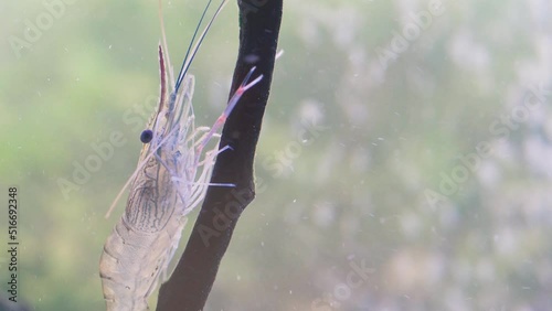 Close up of shrimp standing still on branch tree in water. Shrimp is cleaning itself. Giant river prawn or giant freshwater prawn larvae (Macrobrachium rosenbergii) in macro