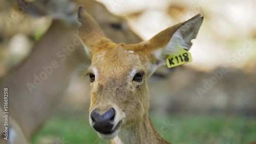 Close Up face of Eld's deer with natural background. Eld's deer (Panolia eldii) also known as the thamin or brow-antlered deer, is an endangered species of deer indigenous to South Asia.