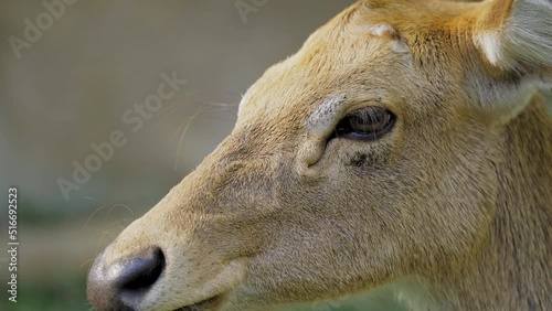 Extreme Close up face of Eld's deer. with natural background. Eld's deer (Panolia eldii) also known as the thamin or brow-antlered deer.