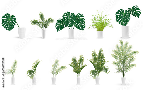 set of plants in vase with monstera, fern, palm