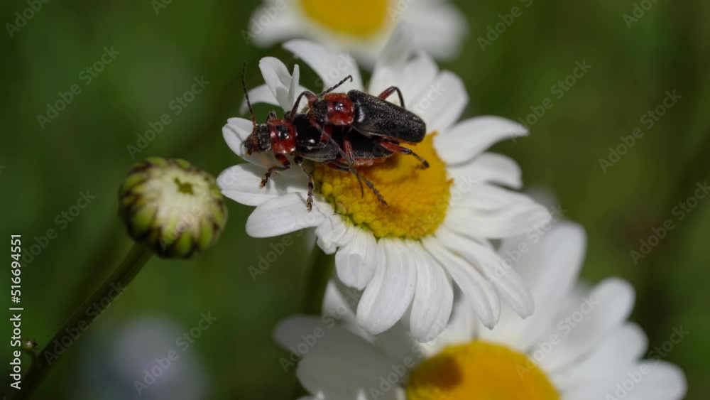Cantharis Fusca Mating On Daisy Flower. - close up Cantharis Fusca Mating On Daisy Flower. - close up