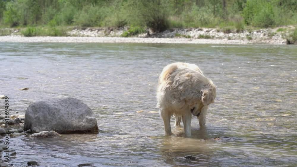 Labrador Retriever Standing On The Shallow Water In The River. - close up Labrador Retriever Standing On The Shallow Water In The River. - close up