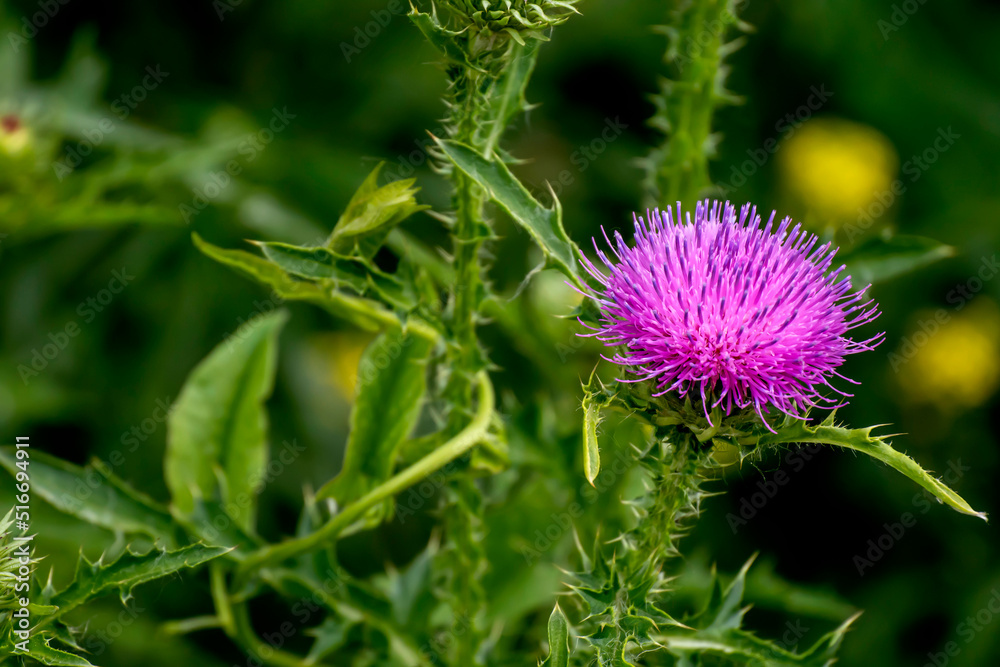 delicate beautiful purple bright thistle flower, macro delicate beautiful purple bright thistle flower, macro