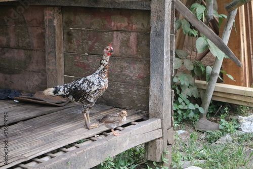 Togetherness of a hen and her chick

Chicken is a type of laying animal. He incubates the eggs for a few months and then when the time comes it will hatch into a chick.
 photo