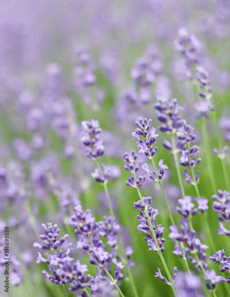 Background from violet lavender in the garden Background from violet lavender in the garden