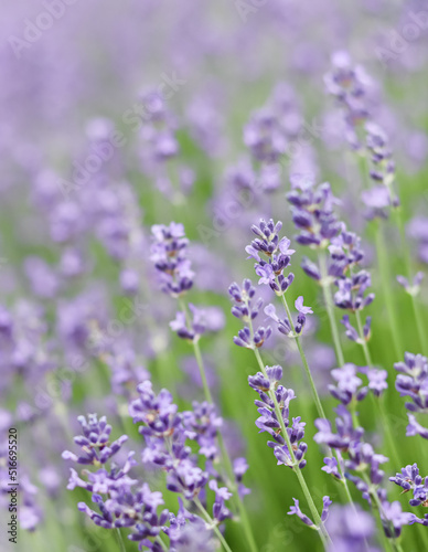 Background from violet lavender in the garden