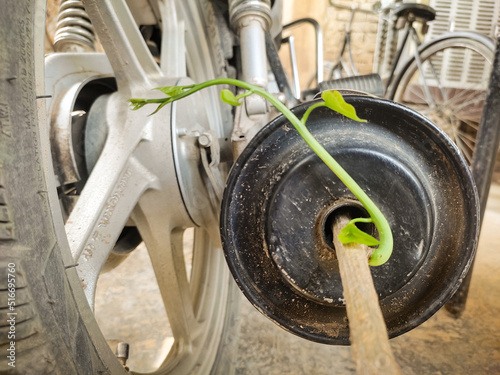 giloy plant stuck in bike cylincer photo