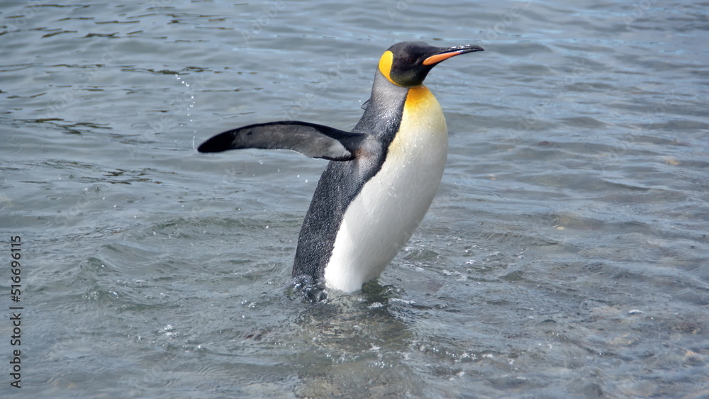 Fototapeta premium King penguin (Aptenodytes patagonicus) walking by the beach with its wings extended at Jason Harbor, South Georgia Island