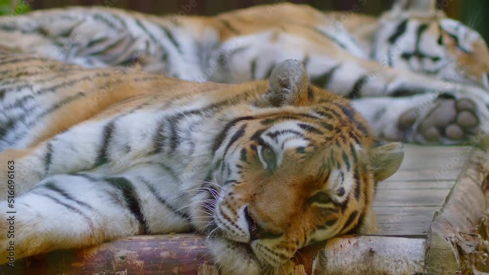 Tiger Lie Beautiful Siberian tigers lie on wooden boards in the zoo. Siberian ...
