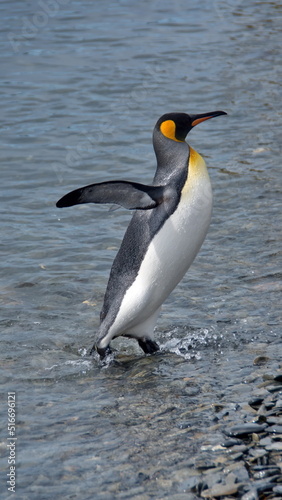 King penguin  Aptenodytes patagonicus  walking on the beach with its wings extende at Jason Harbor  South Georgia Island