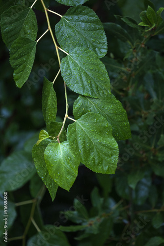 raindrops on green mulberry leaf