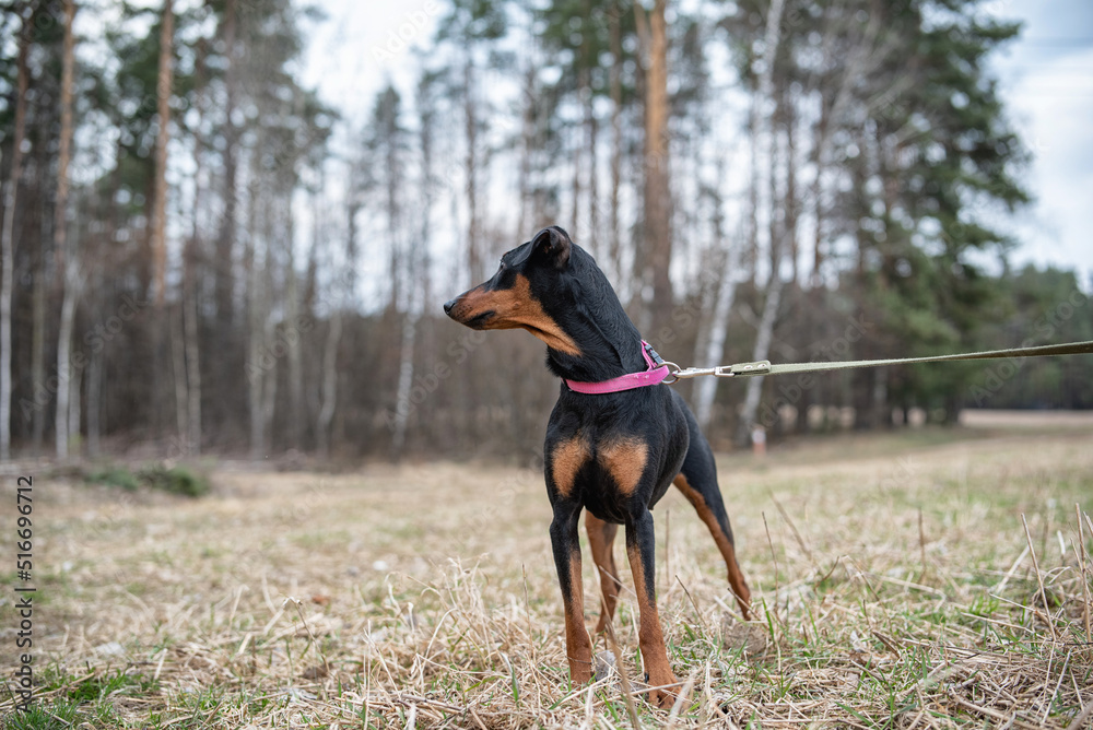 Beautiful thoroughbred German Pinscher on a walk in the park in autumn.