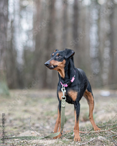 Beautiful thoroughbred German Pinscher on a walk in the park in autumn.