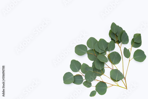 Green leaves of eucalyptus on white © Bowonpat